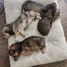 Dachshunds from DoxiRose
