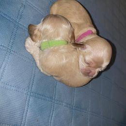 Cocker Spaniel Puppies from Brooks House Cocker Spaniels