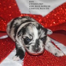 Kiss - Blue merle female Miniature Australian Shepherd puppy in Patterson, North Carolina from DreamLine Aussies