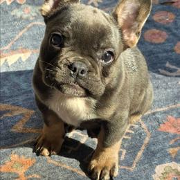 Aspen - Blue female French Bulldog puppy in Asheville, North Carolina from MTO KENNELS