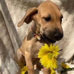 Great Dane Puppies from De Leon Danes
