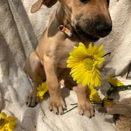 Great Dane Puppies from De Leon Danes