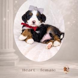 Heart - Tri-color female Bernedoodle puppy in Canton, Georgia from Teddy Puppies