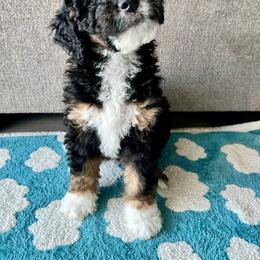 Luna - Tri-color female Bernedoodle puppy in Nampa, Idaho from Ember Skies Doodles