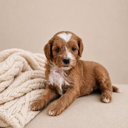 Lloyd - Red  male Goldendoodle puppy in Floyd, Virginia from Hearts and Paws Poodles and Doodles