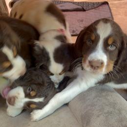 English Springer Spaniel Puppies from Desert Shadow Springers