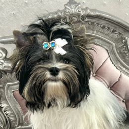 Tux - Biewer Terrier