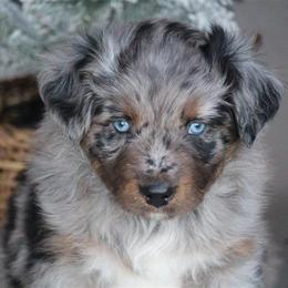 Australian Shepherd and Miniature Australian Shepherd Puppies from Canyon Creek Aussies