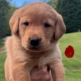 Red collar male - Yellow male Labrador Retriever puppy in Stokesdale, North Carolina from Belews Creek Gundogs