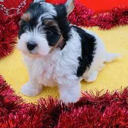 AKC - Piper 3500 - Black tan and white female Biewer Terrier puppy in Douglas, Georgia from Heartland small breeds