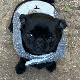 Mollie - Pug