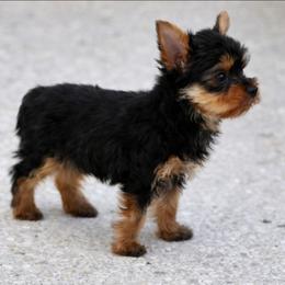 Buddy - Black and tan male Yorkipoo puppy in North Huntington, Pennsylvania from Charz Dollz
