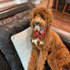 Aussiedoodle and Irish Doodle All Grown Up from Schooley Doodles