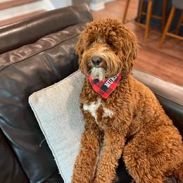 Aussiedoodle and Irish Doodle All Grown Up from Schooley Doodles