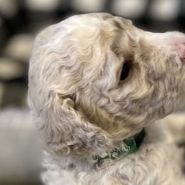 Boy 5 - Poodle puppy in Wildomar, California from Pounds Puppies Poodles