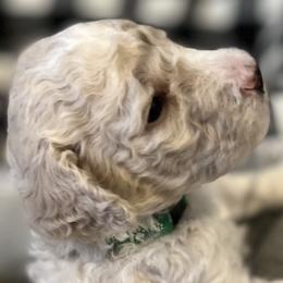 Boy 5 - Poodle puppy in Wildomar, California from Pounds Puppies Poodles