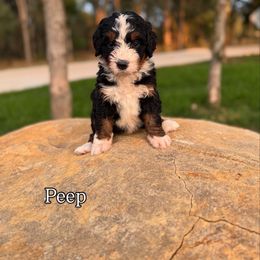 Bernedoodle Puppies from Sweet Pea Bernedoodles