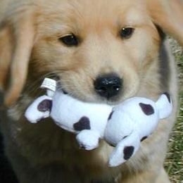 Golden Retrievers from K-Jen Goldens