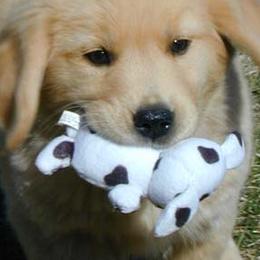 Golden Retrievers from K-Jen Goldens