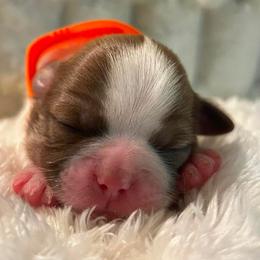 Clementine - Sable and white female Shih Tzu puppy in Sebring, Florida from Amarilys ShihTzus & Poodles