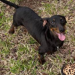 Round - Dachshund