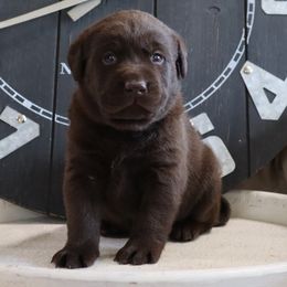 Eggnog - Chocolate male Labrador Retriever puppy in Camden, Indiana from Camden's Caring Canines