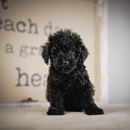 Bramble - Black male Poodle puppy in Caldwell, Idaho from Boise Doodle Co.