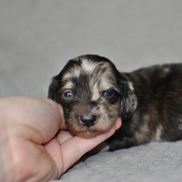 Girl 4 - Dapple Dachshund puppy in Homosassa, Florida from Foxies Doxies