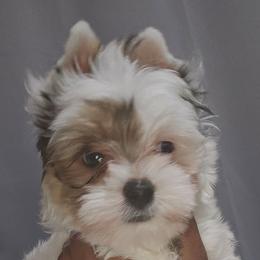 Comet - Parti male Yorkshire Terrier puppy in Atlanta, Georgia from Royal Beauties Yorkies of Atlanta
