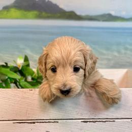 Hermit (grey) - Cream male Goldendoodle puppy in Haltom City, Texas from Ohana Doodles