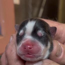 Taffy - Black and white female Pomsky puppy in Spring Hill, Florida from PDQ Pomskies