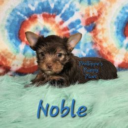 Noble - Chocolate and tan male Yorkshire Terrier puppy in Adair, Oklahoma from Phillippe's Puppy Paws