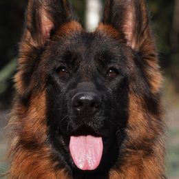 Ocean - German Shepherd