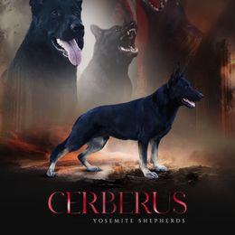 Cerberus - German Shepherd