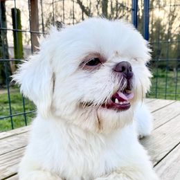 Lily - Shih Tzu