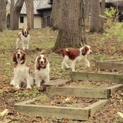 Welsh Springer Spaniels from Braith Welsh Springer Spaniels
