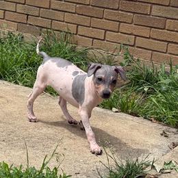 Willow - White and black female American Hairless Terrier puppy in Buckingham, Illinois from Gaus Hof