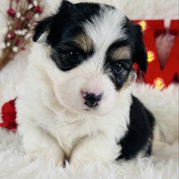 Cupid - Black and tan male Pembroke Welsh Corgi puppy in Muldrow, Oklahoma from Dean’s Rustic Ranch Corgis and Horses