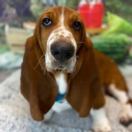 Trip - Basset Hound