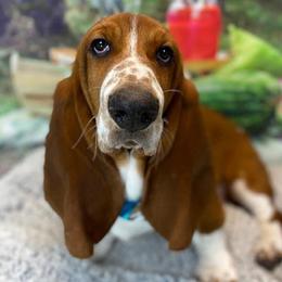 Trip - Basset Hound