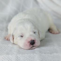 Boy 1 - White male Great Pyrenees puppy in Yakima, Washington from Naches Heights Ranch