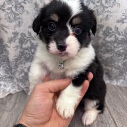 Teal boy - Black and tan male American Corgi puppy in Castle Rock, Washington from R and b corgis and farm