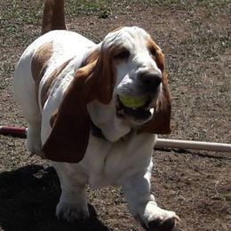 Basset Hounds from Castlewood Basset Hounds