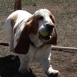 Basset Hounds from Castlewood Basset Hounds