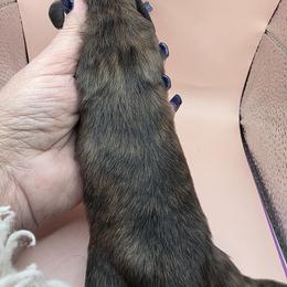 Cream Brindle Girl - Brindle female Dachshund puppy in Pueblo, Colorado from HotDachs