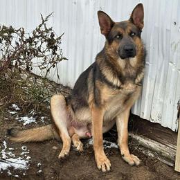 German Shepherd puppies from M&M Shepherd Farms