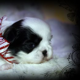Lavender - Black and white female Shih Tzu puppy in Warren, Michigan from Danielle's Yorkie & Shih Tzu Babies
