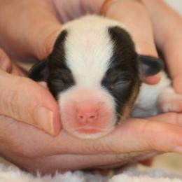 Black Tri Mismarked - Black and tan female American Corgi puppy in Clovis, New Mexico from Sweet & Salty Cowdogs