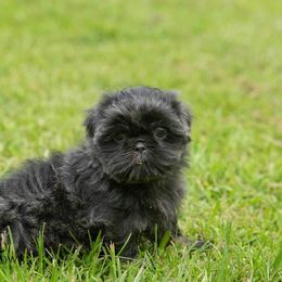 Shih Tzu Puppies from LaDawn’s Little Lions