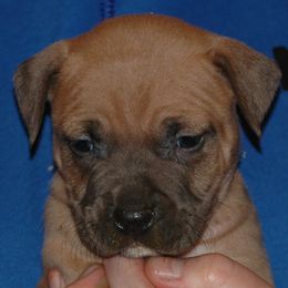 Girl 4 - Blue fawn American Pit Bull Terrier puppy in Roy, Washington from Ivie League Kennel
